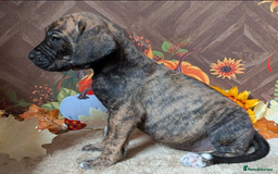 Great Dane dogs for sale:  Beautiful Great Dane Pups-Ready for Forever Homes - Image 11