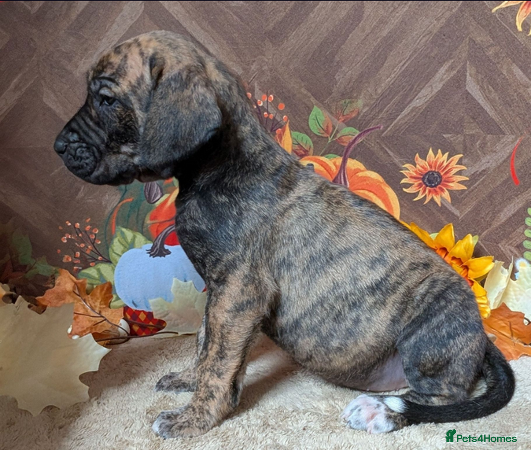 Great Dane dogs for sale:  Beautiful Great Dane Pups-Ready for Forever Homes - Image 11
