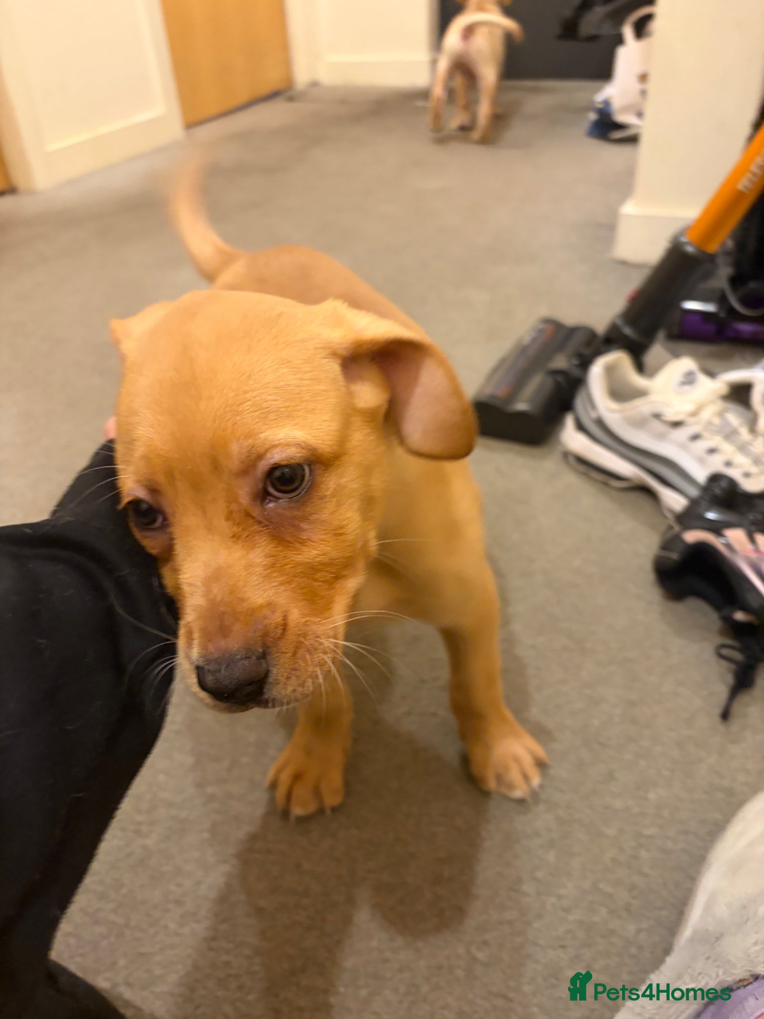 Mixed Breed dogs for sale: Puppies for sell  in Edinburgh - Advert 3