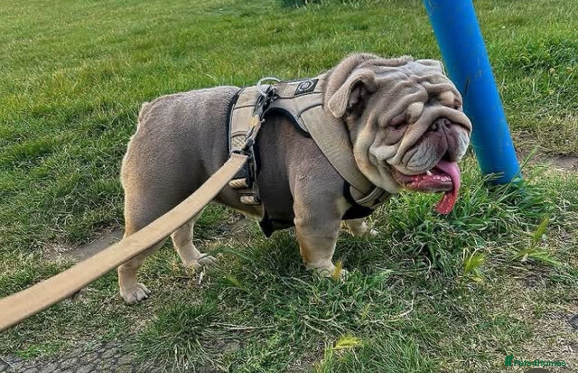 English Bulldog dogs For Sale – Our Lovely Girl, Doris - Advert 5