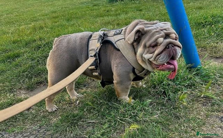 English Bulldog dogs - Advert 2