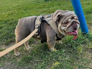 English Bulldog dogs - Advert 10