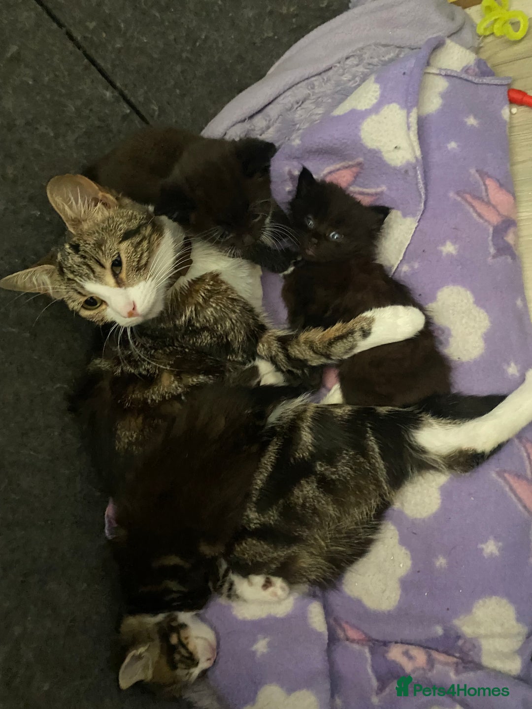 Mixed Breed cats for sale: 3 beautiful kittens  - Image 5