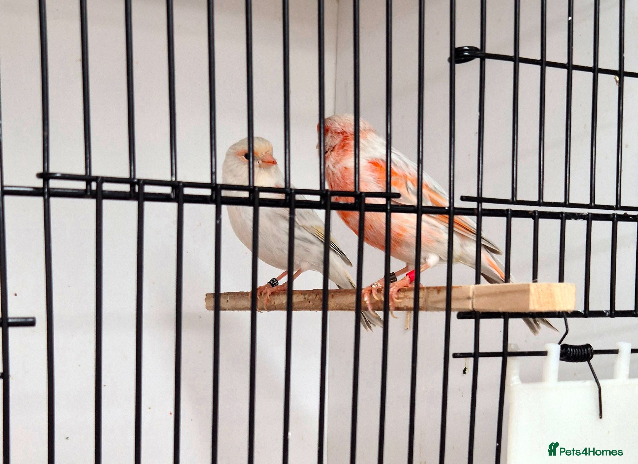 Canaries birds Mosaic and Opal Canaries  - Advert 2