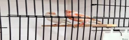 Canaries birds for sale: Mosaic and Opal Canaries  - Advert 2