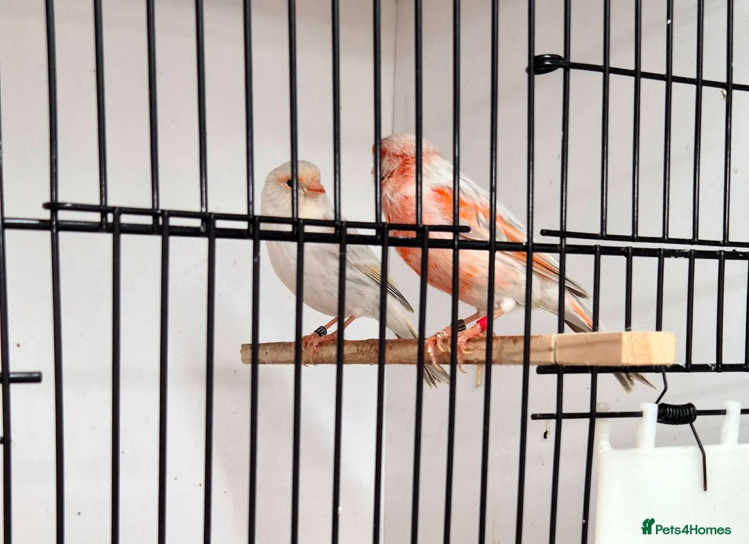 Canaries birds for sale: Mosaic and Opal Canaries  - Advert 2