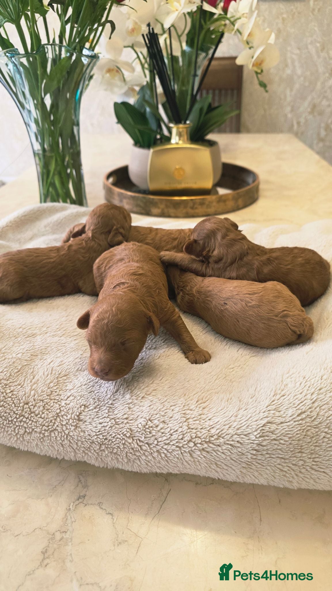 Cockapoo dogs Beautiful red toy cockapoo puppies  - Advert 2