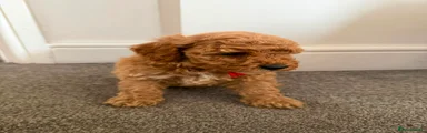 Miniature Poodle 1
