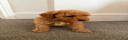 Miniature Poodle dogs for sale: Exquisite KC Registered miniature Poodles  - Advert 8