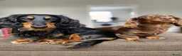 Miniature Dachshund dogs for sale: 🐶🏡KC Registered Long-Haired Mini Dachshunds🏡🐶 - Advert 5