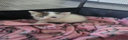 Mixed Breed cats for sale: beautifull kittens - Advert 5