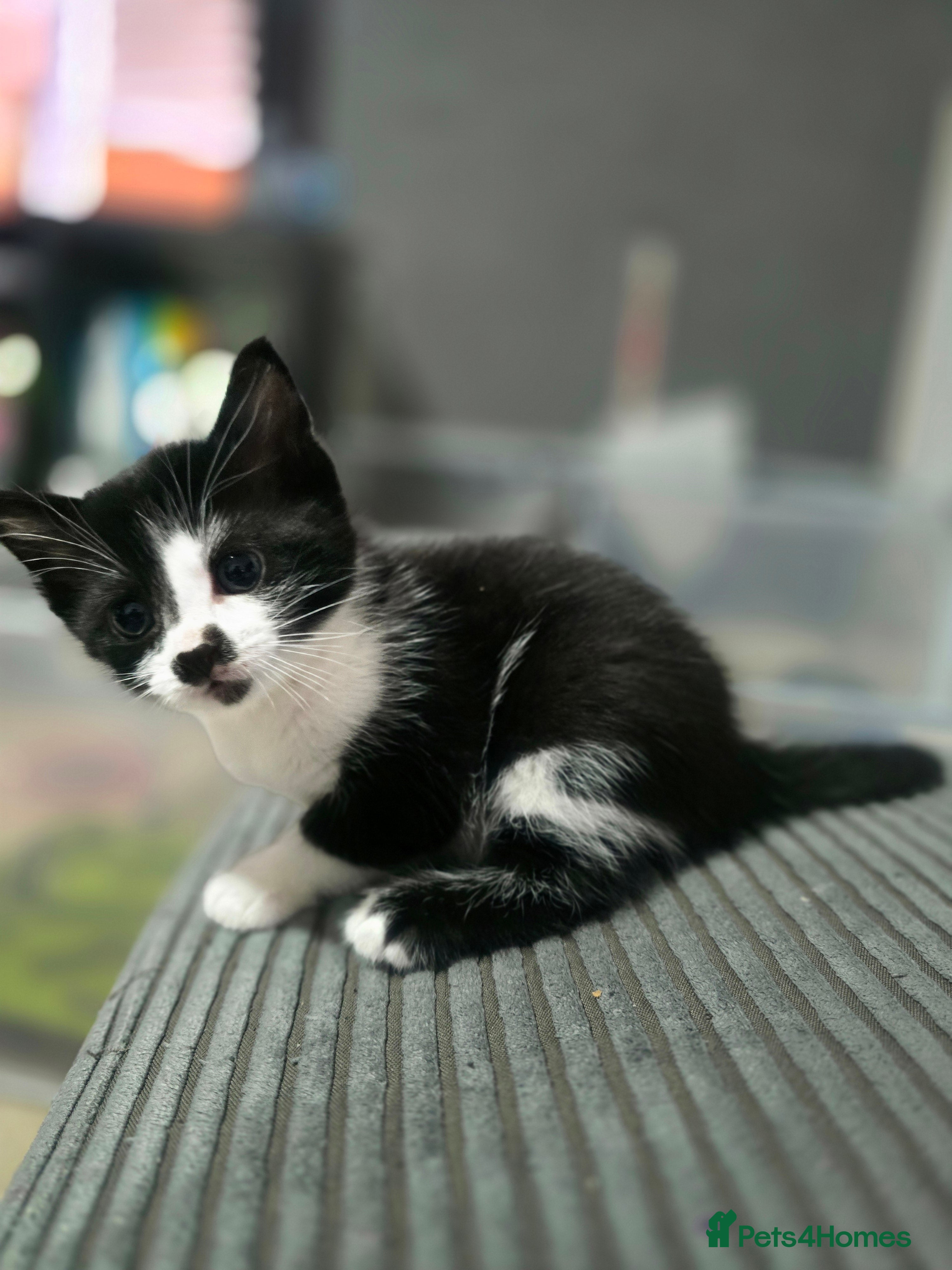 Mixed Breed cats Beautiful Kittens looking for forever homes - Advert 9