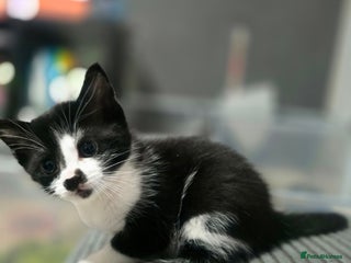 Mixed Breed cats Beautiful Kittens looking for forever homes - Advert 9