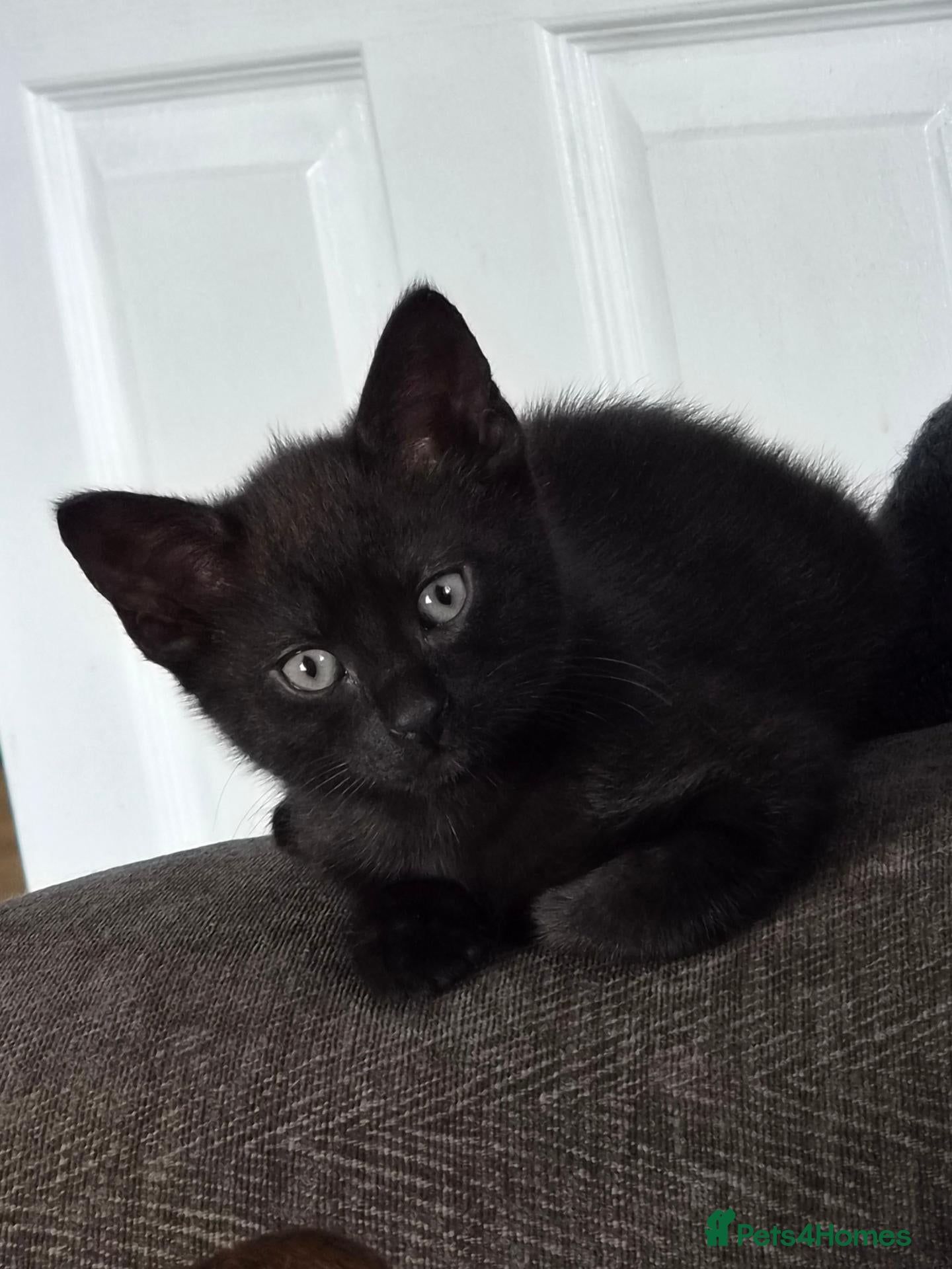 Domestic Shorthair cats 3 kittens ready to go now - Advert 1