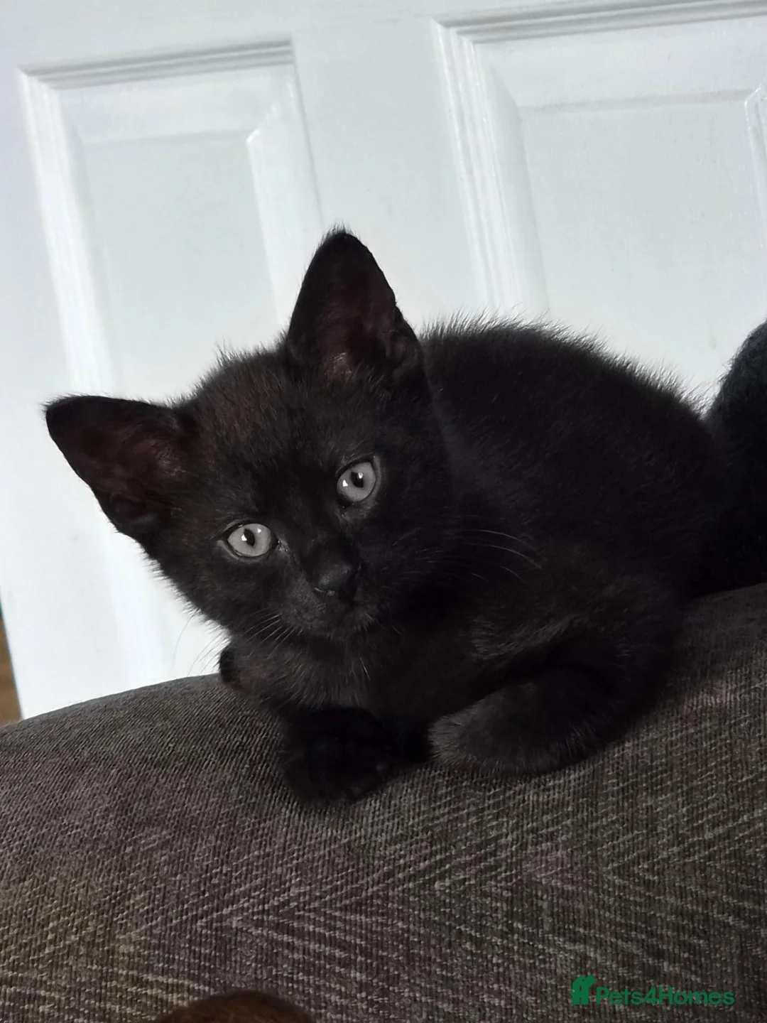Domestic Shorthair cats for sale: 3 kittens ready to go now in Wickford - Advert 1