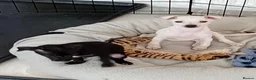 Italian Greyhound dogs for sale: Italian Greyhound puppies - Advert 2