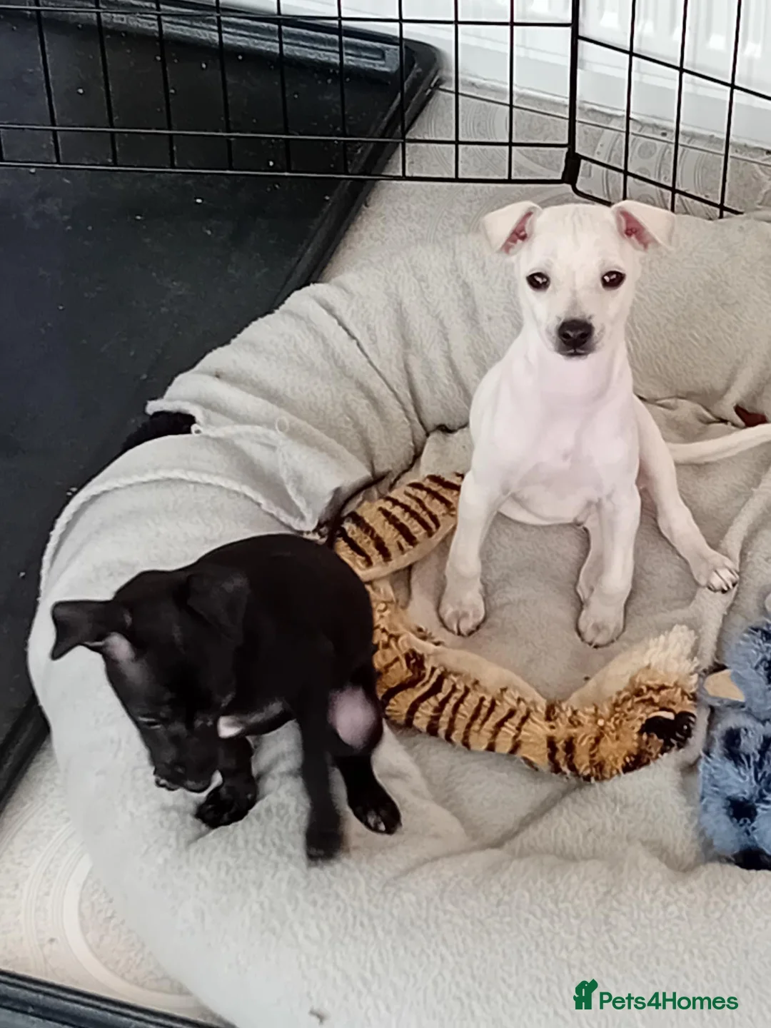 Italian Greyhound dogs for sale: Italian Greyhound puppies - Advert 2