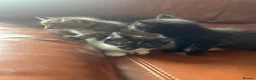 Domestic Shorthair cats for sale: Beautiful Black & Black/White Kittens Available in Colne - Advert 1