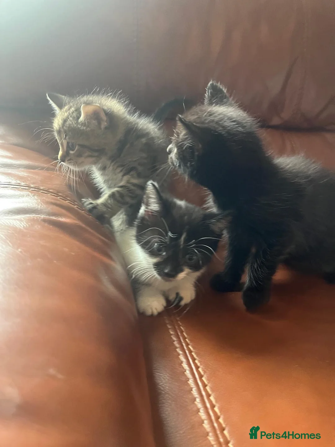 Domestic Shorthair cats for sale: Beautiful Black & Black/White Kittens Available in Colne - Advert 1