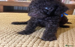 Cockapoo dogs for sale: Cockapoo puppies  - Image 36