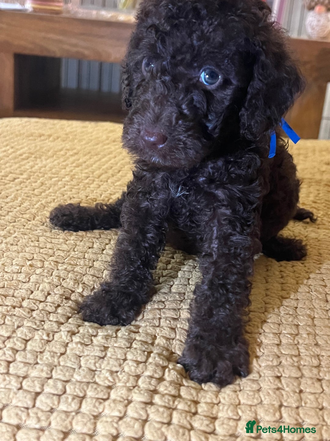 Cockapoo dogs for sale: Cockapoo puppies  - Image 36