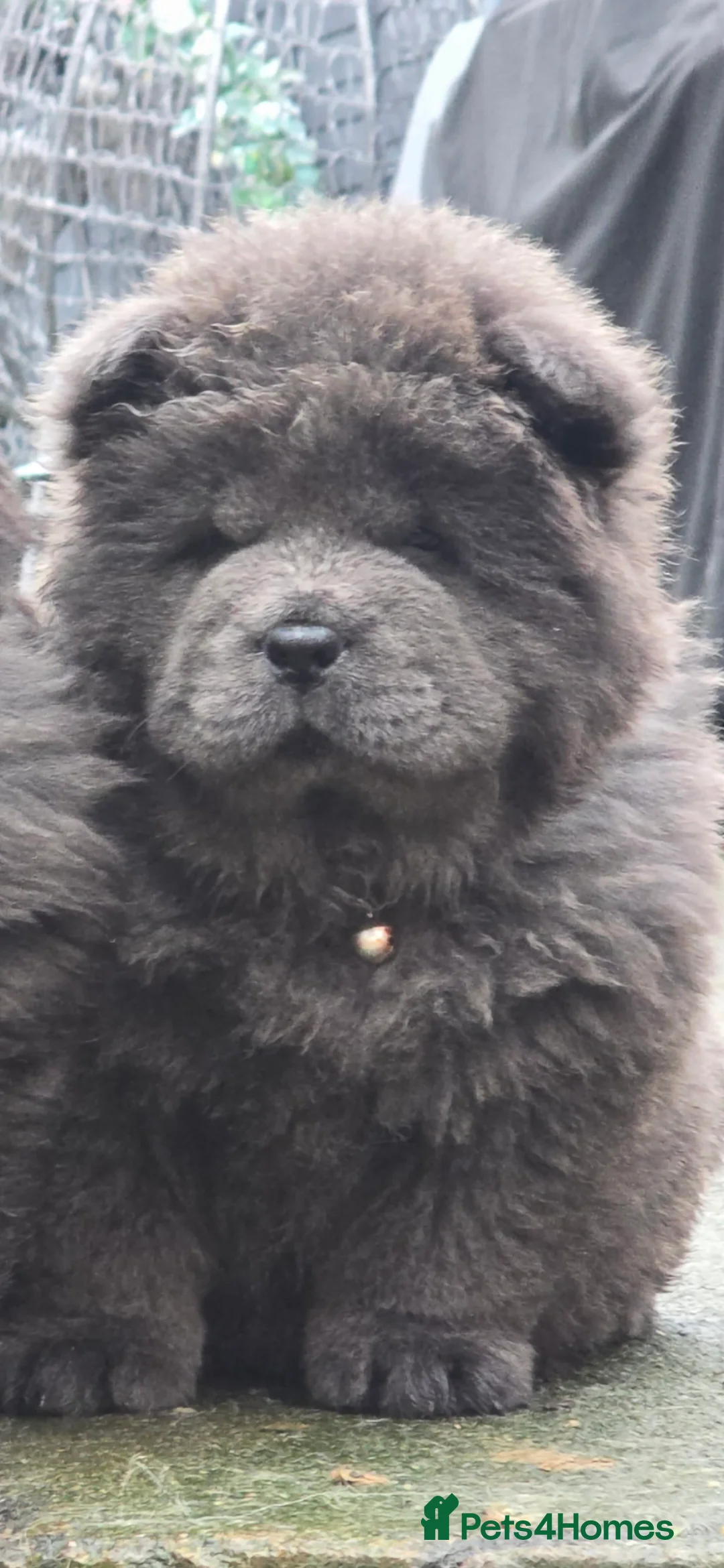 Chow Chow dogs for sale: Female ready to leave! 5⭐️homes - Advert 2