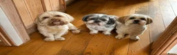 Shih Tzu dogs for stud: Archie the Shitzu available for stud  - Advert 3