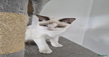 Snowshoe cats Very rare Pedigree Snowshoe kittens ready to go   - Advert 12