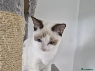 Snowshoe cats Really friendly rare Pedigree snowshoe ready today - Advert 2