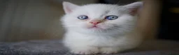 British Shorthair cats for sale: 🌟GCCF BSH Kittens Beautiful Variety of Colours 🌟 - Advert 4