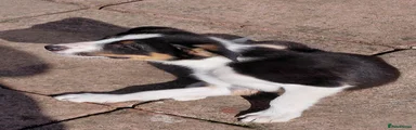 Mixed Breed 3