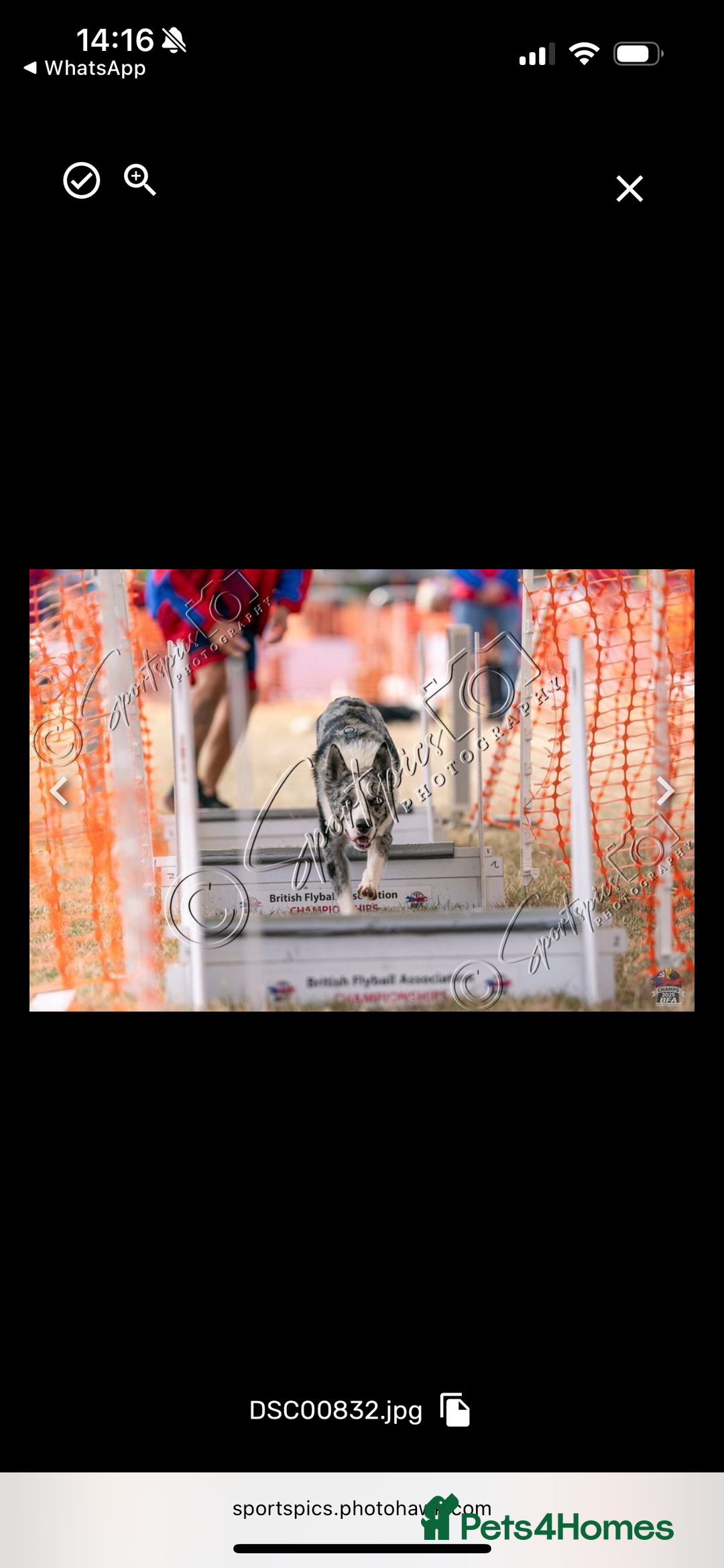 Border Collie dogs for sale: Border collie’s - Advert 3