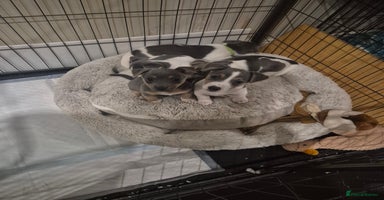 Jack Russell dogs - Advert 15