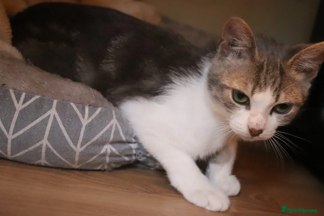 British Shorthair cats for adoption: ADOPTION: Saoirse & Tadgh  - Image 5