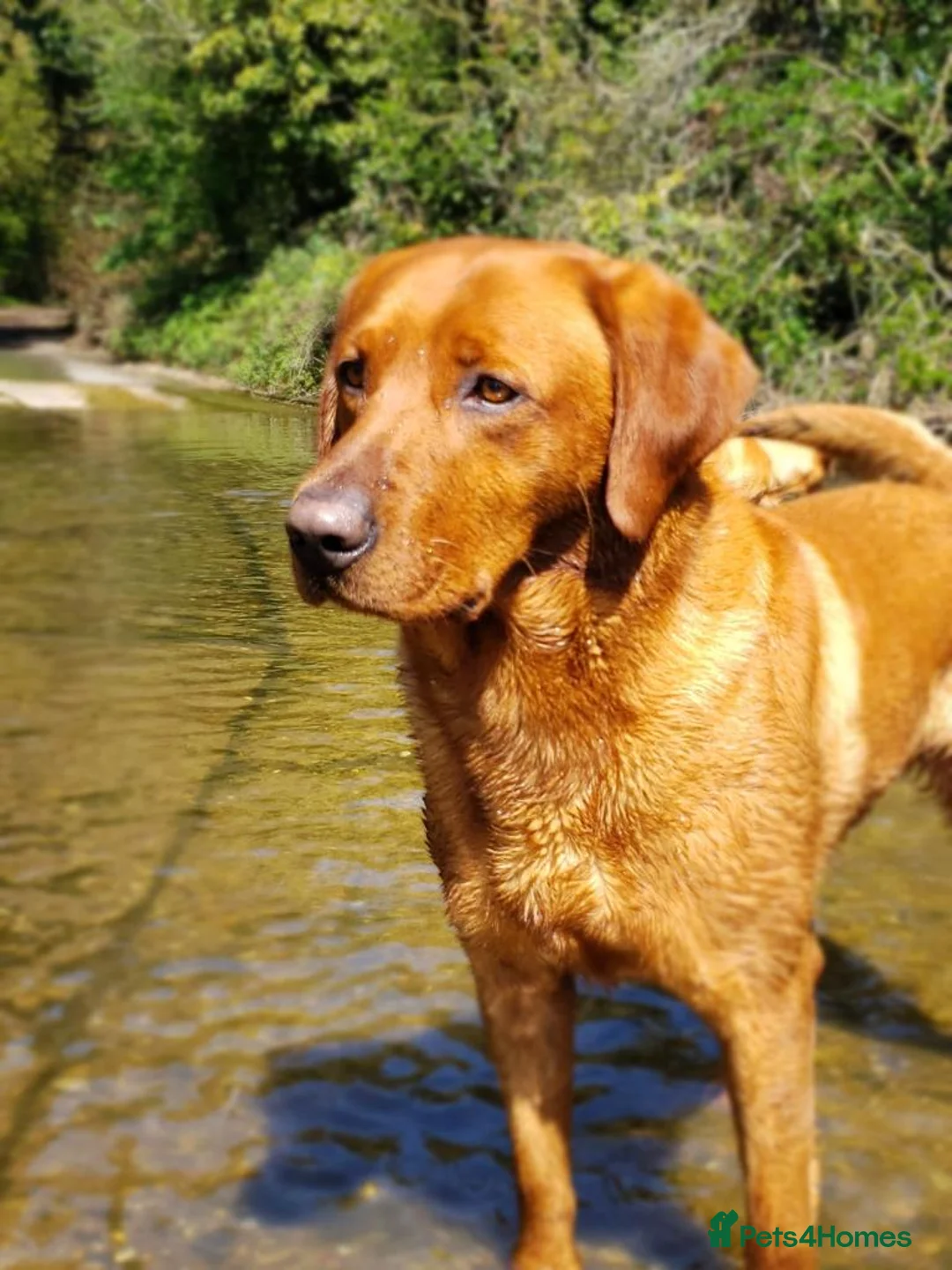 Labrador Retriever dogs for stud: Fox Red Stud Dog, Kennel Club Registered in Chelmsford - Advert 21