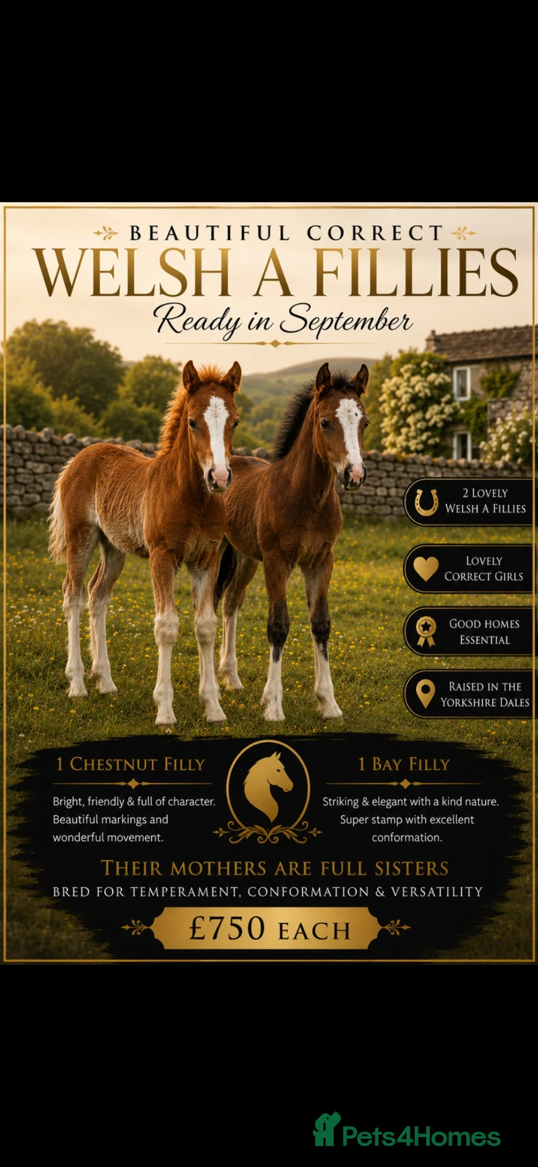 Welsh Section A horses for sale: 2 Stunning Welsh a fillies  - Advert 1
