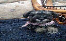 Miniature Schnauzer dogs for sale: Miniature Schnauzer for sale - Image 2