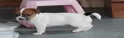 Jack Russell dogs for sale: Jack Russell puppies  - Advert 27