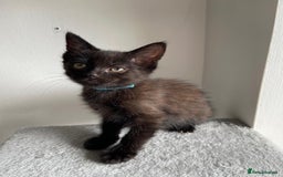 Mixed Breed cats for sale: 5 Half-Ragdoll kittens ❤️ - Image 16