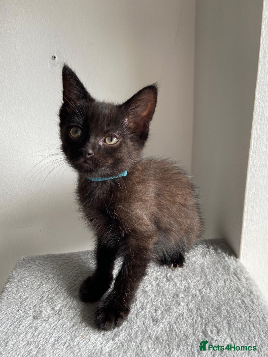 Mixed Breed cats for sale: 5 Half-Ragdoll kittens ❤️ - Image 16