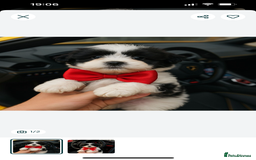 Maltese dogs for sale: Maltese - Image 10