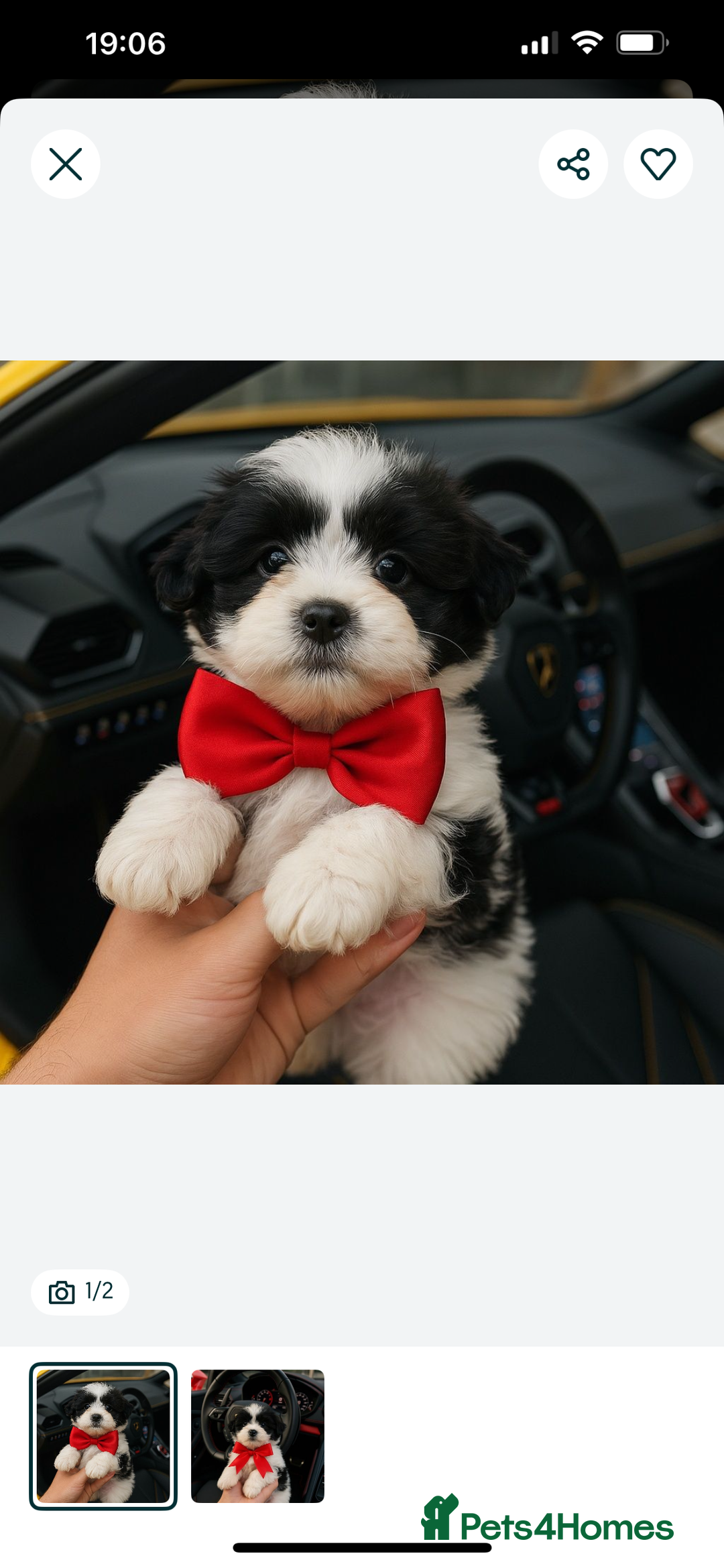 Maltese dogs for sale: Maltese - Image 10