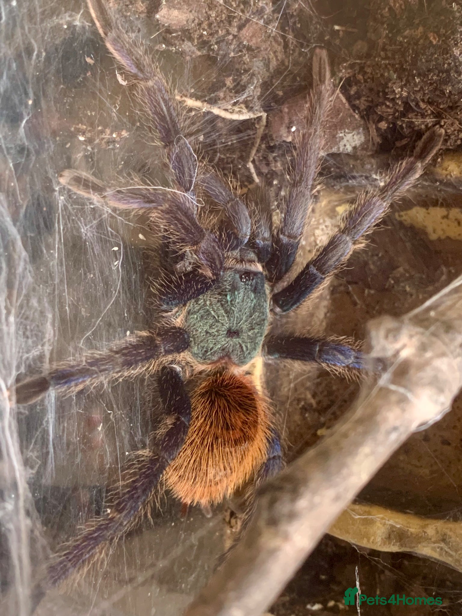 Tarantulas invertebrates Green Bottle Blue (Chrom. cyaneopubescens) - Advert 2