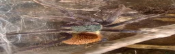 Tarantulas invertebrates for sale: Green Bottle Blue (Chrom. cyaneopubescens) - Advert 2