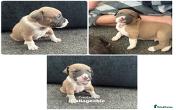 Mixed Breed dogs for sale: American bull staff puppies  - Image 25