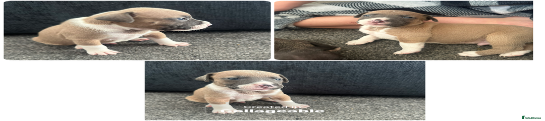 Mixed Breed Puppy 5