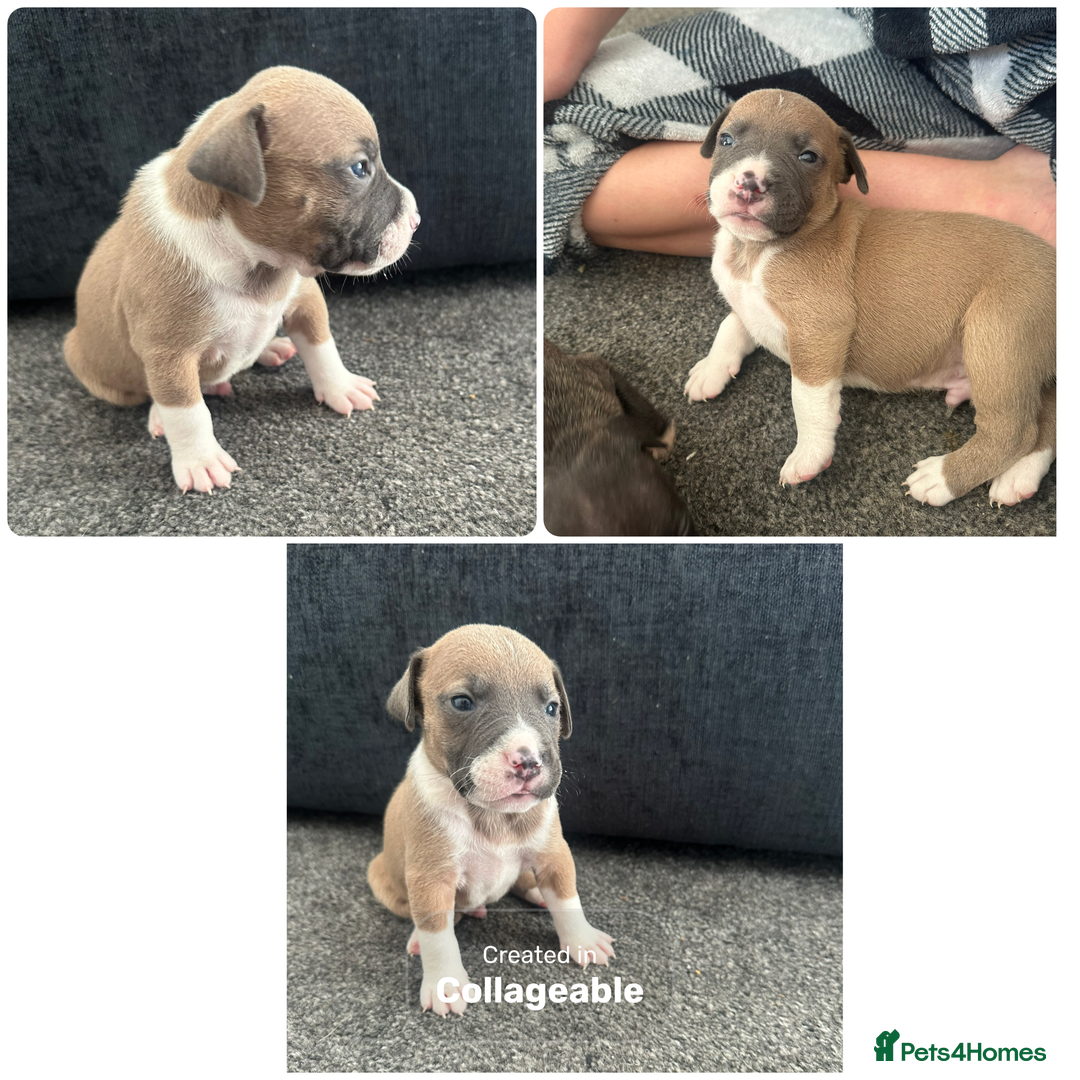 Mixed Breed dogs for sale: American bull staff puppies  - Image 25
