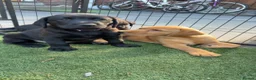 Labrador Retriever dogs for sale: Beautiful Labrador champion bloodline pups  in Doncaster - Advert 1