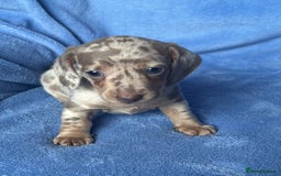 Miniature Dachshund dogs for sale: ❤️❤️⭐️Miniature dachshund⭐️❤️❤️ - Image 7