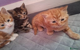 British Shorthair cats for sale: Beautiful kittens  - Image 6